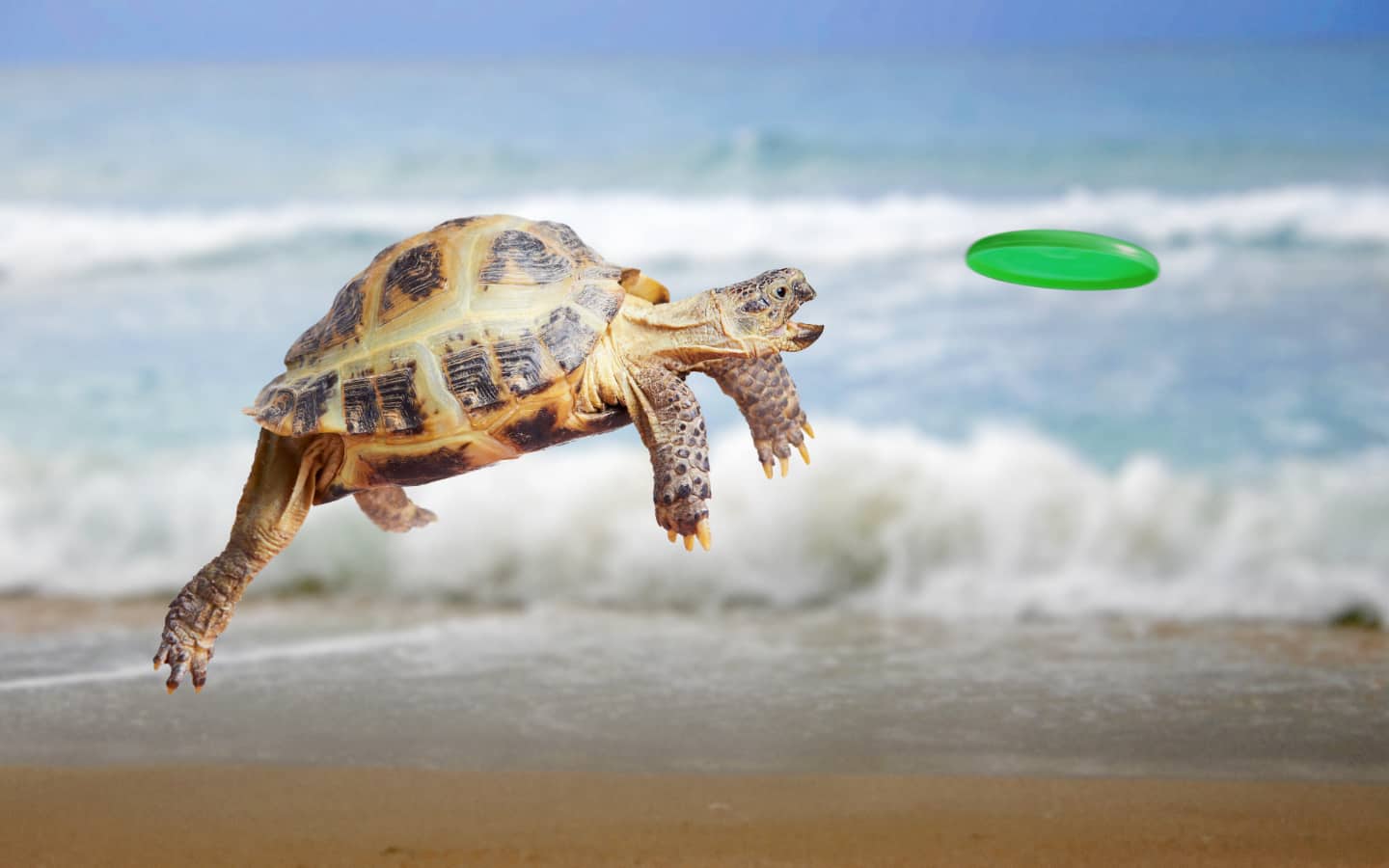 tortue freezbie plage