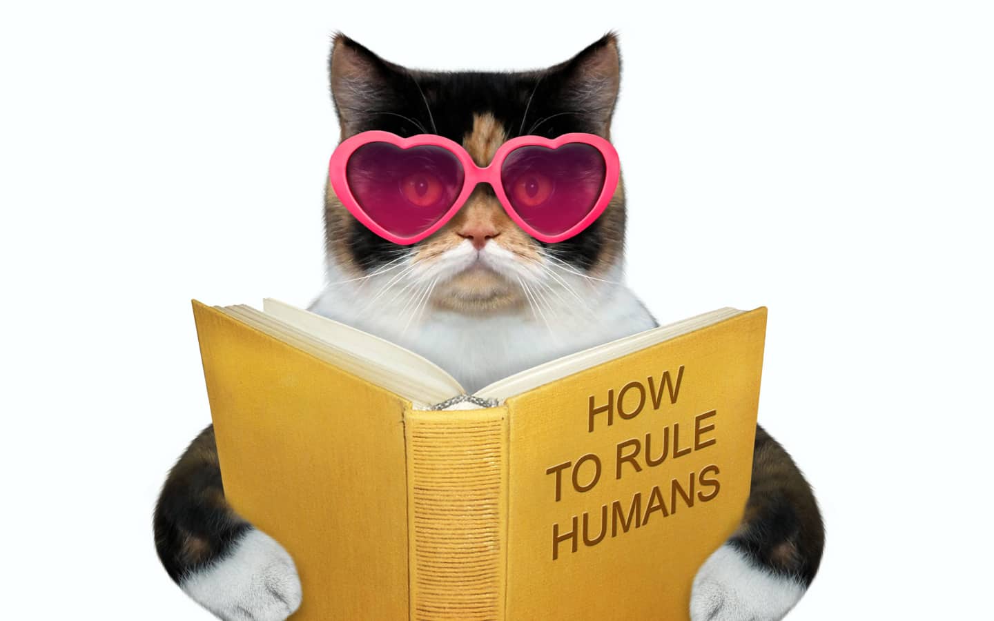 chat lecture lunettes