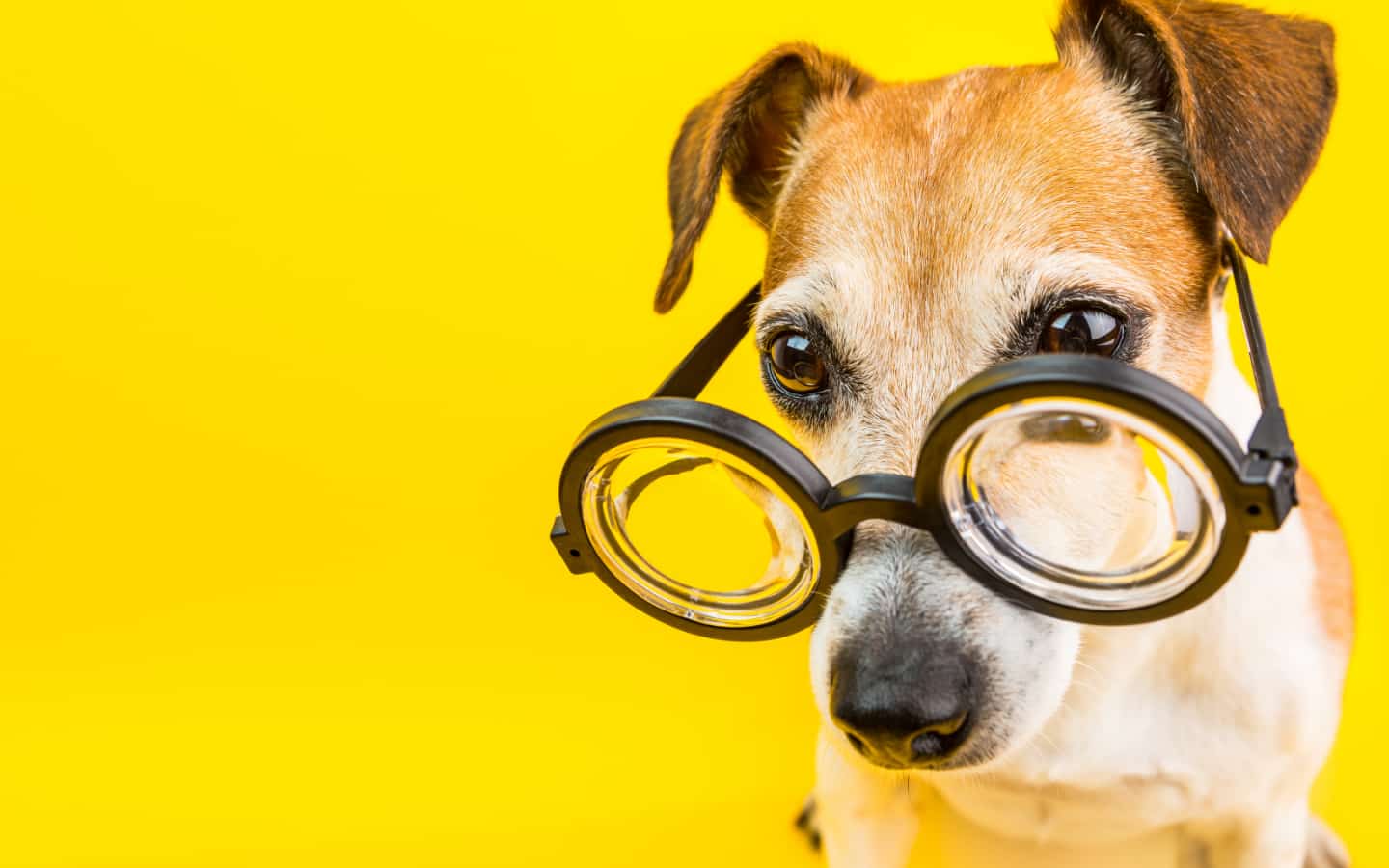 chien en lunette
